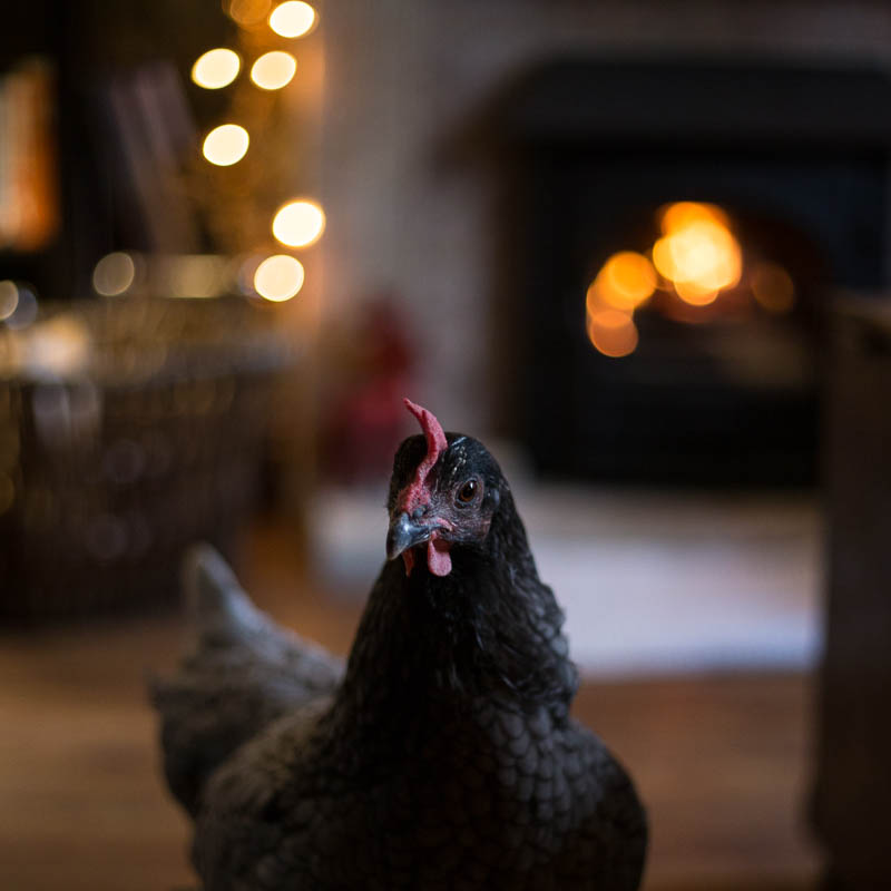 Life Lessons From a Feathered&nbsp;Friend