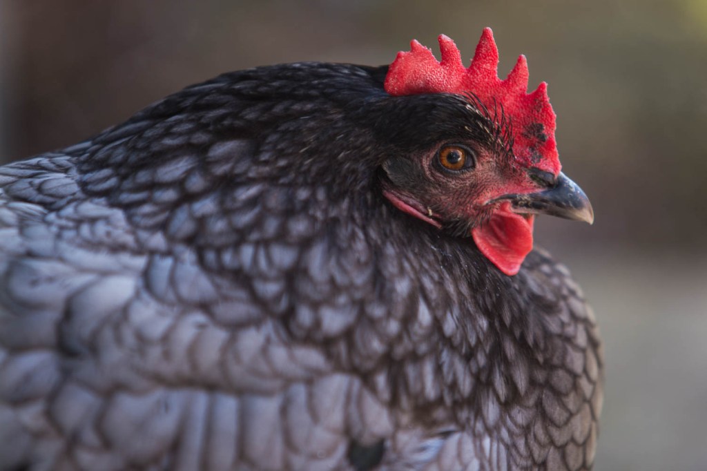 Trying out the Canon EF 70-200mm f2.8L USM&nbsp;lens